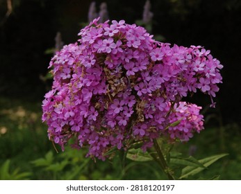 A cluster of tiny pink flowers in groups