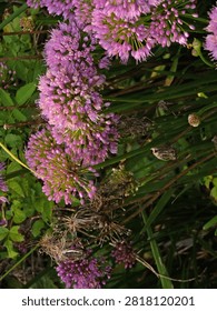 A cluster of tiny pink flowers in groups