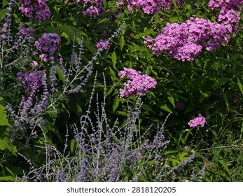 A cluster of tiny pink flowers in groups