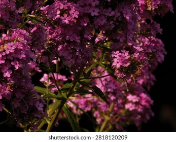A cluster of tiny pink flowers in groups