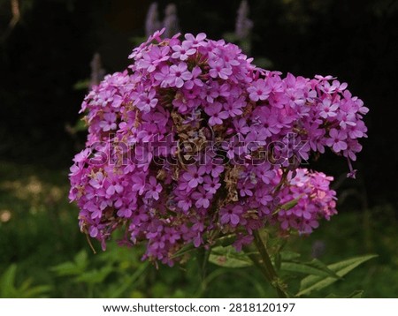 A cluster of tiny pink flowers in groups