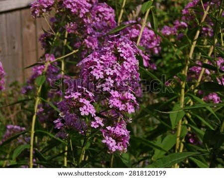 A cluster of tiny pink flowers in groups