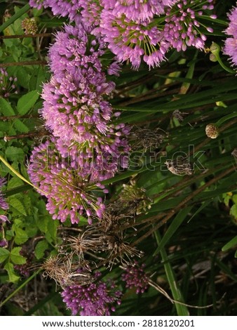 A cluster of tiny pink flowers in groups