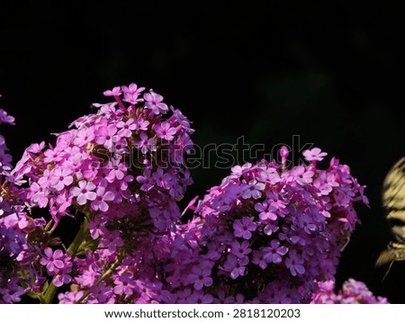 A cluster of tiny pink flowers in groups