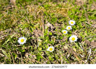 A cluster of tiny white chamomile flowers scattered among vibrant green blades of grass. Evokes feelings of simplicity, natural beauty, and a peaceful summer meadow.