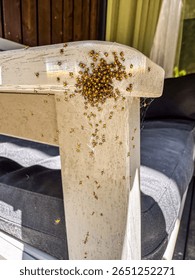 Cluster of Tiny Yellow Spiders on White Wooden Armrest. High quality photo