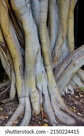 A cluster of tree trunks at the La Brea Tar Pits, Los Angeles, Californ - Shutterstock ID 2150224415