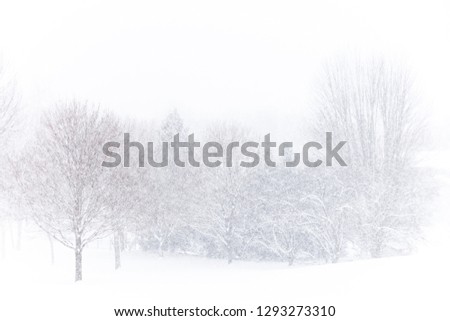 A cluster of trees are barely visible through a heavy snow storm in a beautiful snow-covered suburban backyard in January in Wisconsin