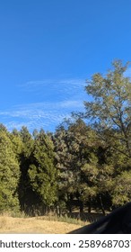 cluster of trees in a forest 