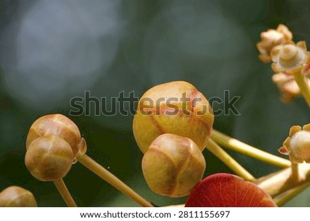 A cluster of unopened cannonball tree flower buds on a branch