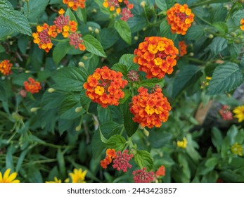 A cluster of vibrant orange lantana flowers blooming against a backdrop of green leaves - Powered by Shutterstock