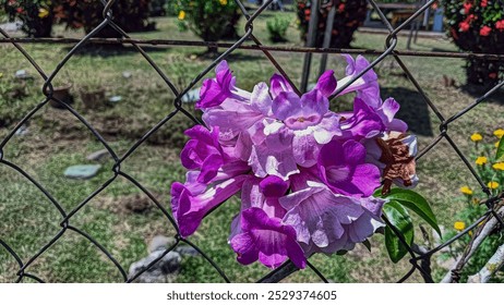 A cluster of vibrant purple flowers blooming through a chain-link fence in a garden. - Powered by Shutterstock