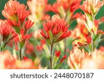 Cluster of vibrant red and green Indian paintbrush wildflowers