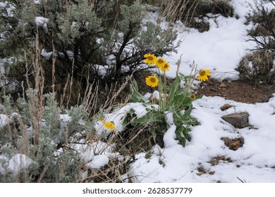 Cluster of vibrant yellow wildflowers blooms resiliently amidst a snowy landscape, surrounded by dry shrubs and patches of snow. The scene captures the changing of seasons from winter to spring.  
 - Powered by Shutterstock - Get 15% off with code: PIKWIZARD15
