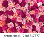 Cluster Wall of Pink and Orange Roses 