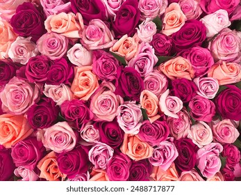 Cluster Wall of Pink and Orange Roses  - Powered by Shutterstock