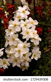 A Cluster Of White Flowers Of The Evergreen Clematis Avalanche.