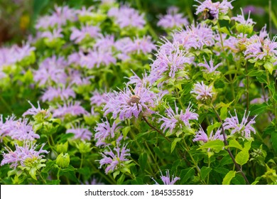 A cluster of wild bergamot flowers along the Bluewater River Walk Trail, in Port Huron, Michigan. - Shutterstock ID 1845355819