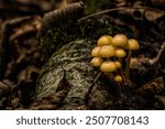 A Cluster of Wild Mushrooms Growing from Forest Flower in Trashi Yangtse, Bhutan, In Summer