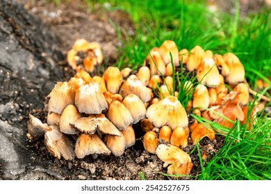 Cluster of wild mushrooms growing on a tree stump with vibrant green grass in the background. The mushrooms display earthy tones and natural textures, enhancing the woodland setting. - Powered by Shutterstock