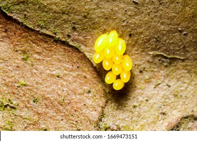 Cluster of yellow insect eggs,likely from the caelifera grasshopper suborder,firmly attached to a tree a fascinating natural phenomenon.
