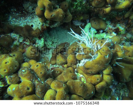 Cluster of yellow sea sponge in Hvar Island waters - Dalmatia - Croatia