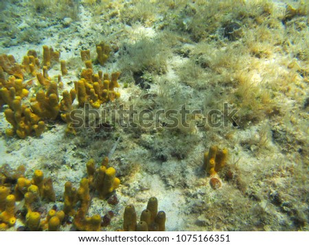 Cluster of yellow sea sponge in Hvar Island waters - Dalmatia - Croatia