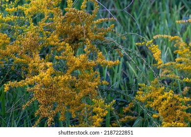 Cluster Of Yellow Wild Flowers In Overgrown Nature