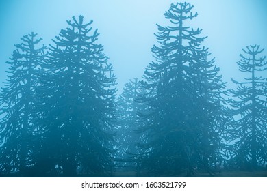 Cluster/Circle Of Monkey Puzzle Trees On A Very Cold And Foggy/misty Day. 