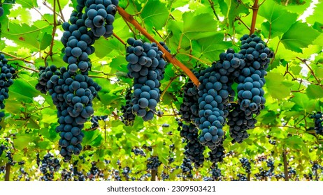 Clusters of black grapes hang from the vines. Ripe grapes with green leaves. - Powered by Shutterstock