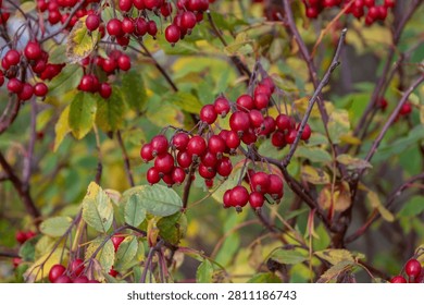 Clusters of bright red rose hips of Rosa glauca, also known as Redleaf Rose, growing on branches during autumn