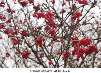 Clusters of bright red viburnum berries hang from bare tree branches against a cloudy winter sky. Medicinal raw materials in folk medicine - Powered by Shutterstock