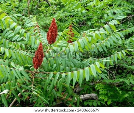 Clusters of bright rusty red berries rise above the long compound leaves on the female plant of Smooth Sumac, Rhus glabra, a native to NA, is an important food source for wildlife. Stone Mountain, NC.