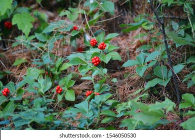 Clusters of Canadian Bunchberries grace the floor of the Adirondack Park Visitor Interpretive Center, located in the Adirondack Mountains of Upstate New York. - Shutterstock ID 1546050530