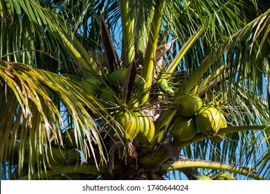 Clusters Of Coconuts In Florida Palm Tree. Tropical Coconuts. Tourism And Exotic Travel Destinations. Palm Fronds And Sky.