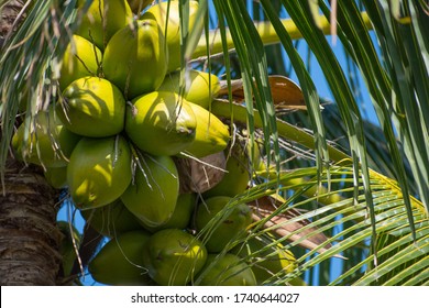 Clusters Of Coconuts In Florida Palm Tree. Close Up Of Tropical Coconuts. Tourism And Exotic Travel Destinations. Palm Fronds And Sky.