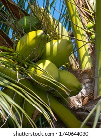 Clusters Of Coconuts In Florida Palm Tree. Close Up Of Tropical Coconuts. Tourism And Exotic Travel Destinations. Palm Fronds And Sky.