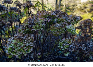 Clusters of dried hydrangea blossoms showcase muted colors and textured petals, evoking a serene and nostalgic autumnal mood in a tranquil garden setting.