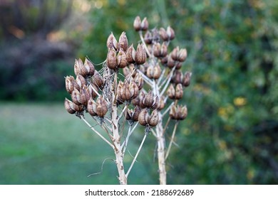 CLUSTERS OF DRY CHINCHERINCHEE SEEDPODS ON DRY STEMS WITH GREEN GARDEN BACKGROUND
