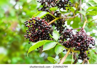 Clusters Of Elderberry. Black Elderberries On A Branch. Healing Homeopathic Plants. Selective Soft Focus. Floral Wallpaper. Blurred Background