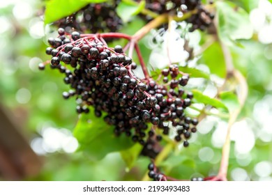 Clusters Of Elderberry. Close-up Black Elderberries On A Branch. Healing Homeopathic Plants. Selective Soft Focus. Floral Wallpaper. Blurred Background