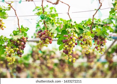 葡萄の木 の写真素材 画像 写真 Shutterstock