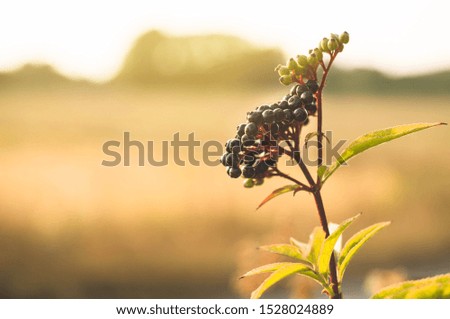 Clusters fruit black elderberry in garden in sun light (Sambucus nigra). elder, black elder, European black elderberry background