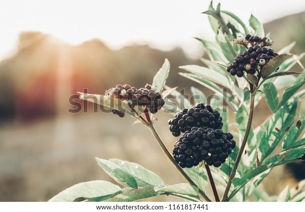 Clusters fruit\
black elderberry in garden in sun light (Sambucus nigra). Common\
names: elder, black elder, European elder, European elderberry and\
European black\
elderberry.