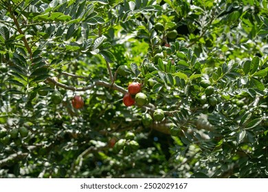 Clusters of Green and Red Plums on Tree – Fresh Fruit in Orchard - Powered by Shutterstock