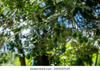 Clusters of Green and Red Plums on Tree – Fresh Fruit in Orchard - Powered by Shutterstock