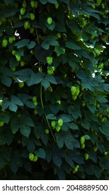 Clusters of hops growing on the vine, North Carolina Argriculture