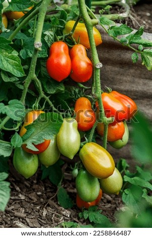 Clusters of Martino's roma paste tomatoes growing in a fabric grow bag in an organic home garden