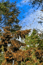 Clusters Of Monarch Butterflies On Oyamel Fir Trees  In Mexico Where Hey Stay Over Winter