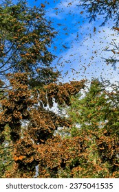 Clusters of Monarch butterflies on Oyamel Fir trees  in Mexico where hey stay over winter